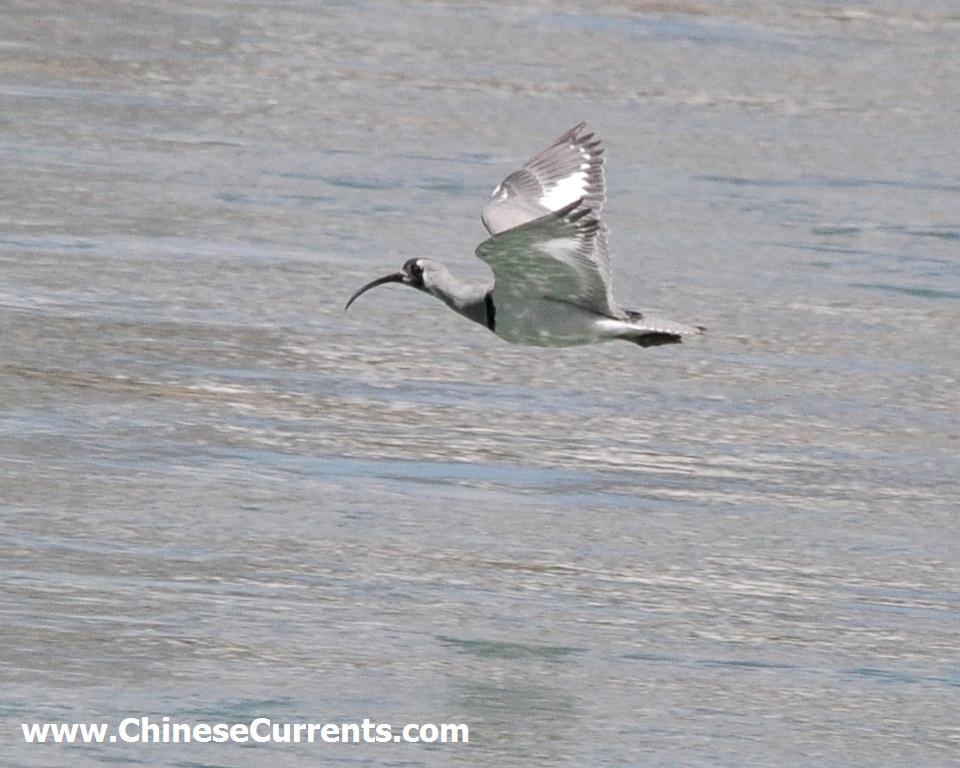 www.ChineseCurrents.com_0852.jpg
