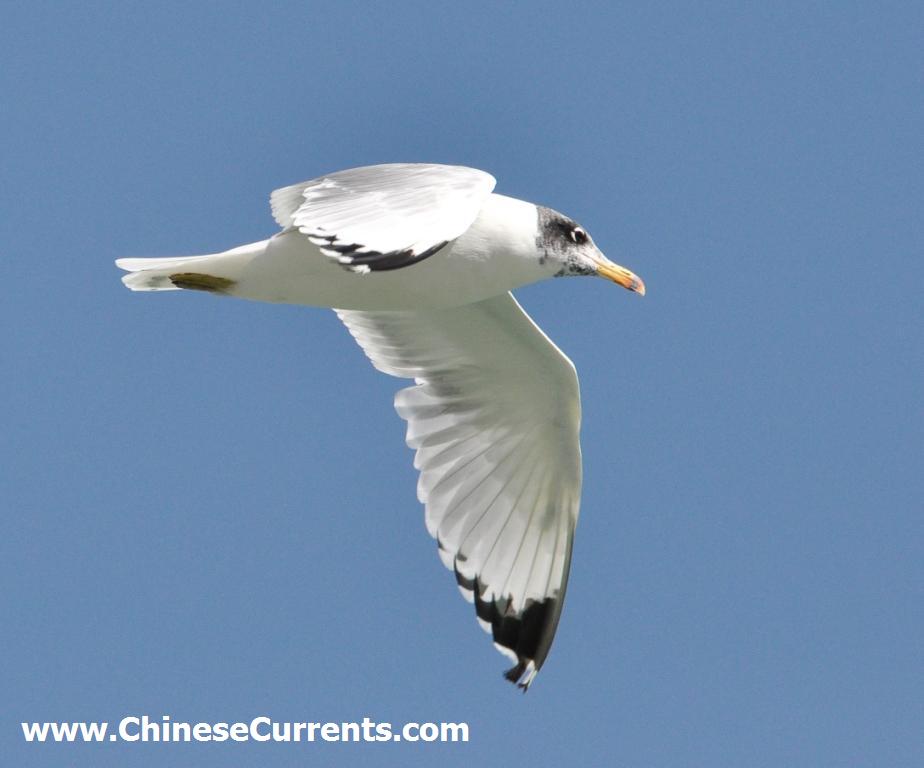 www.ChineseCurrents.com_0852.jpg