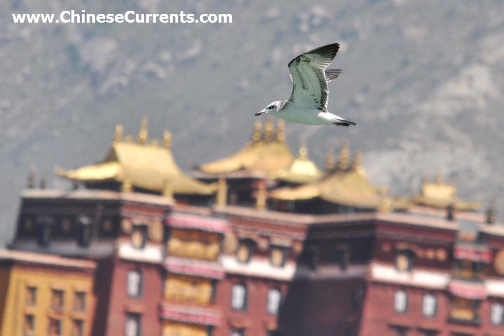 www.ChineseCurrents.com_0852.jpg