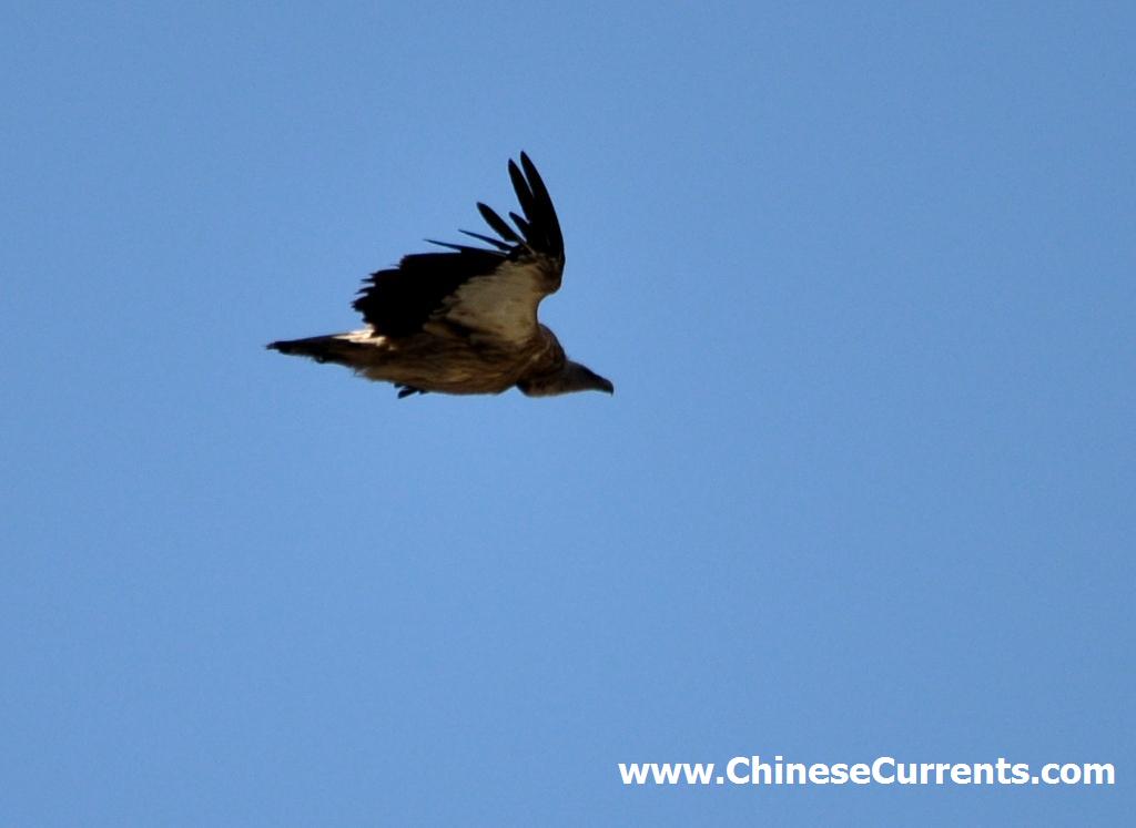 www.ChineseCurrents.com_0872.jpg