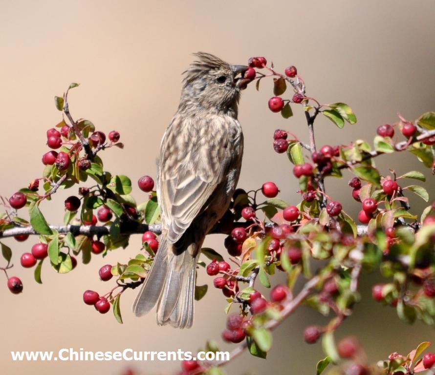 www.ChineseCurrents.com_0872.jpg