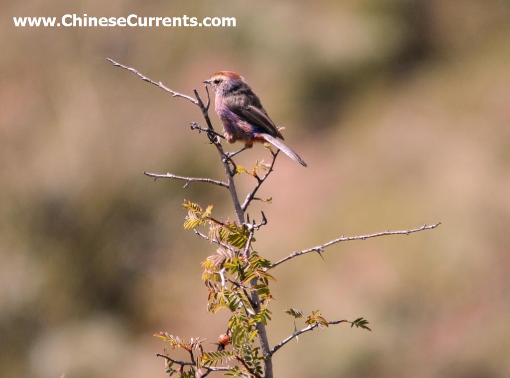 www.ChineseCurrents.com_0880.jpg